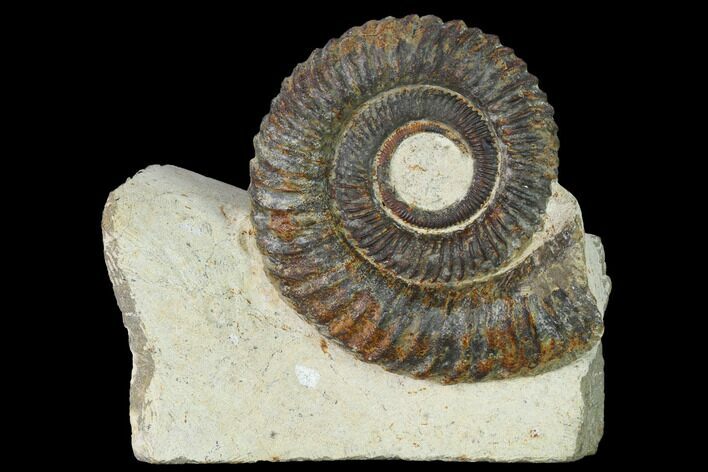 Early Devonian Ammonoid (Anetoceras) - Tazarine, Morocco #154696